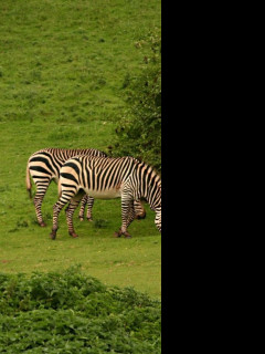 Tapeta aloadozebras