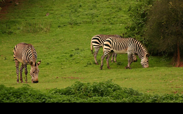 Tapeta aloadozebras