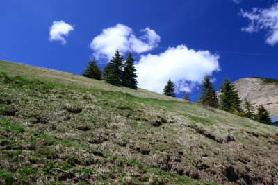 Tapeta: Alpsk pastvina