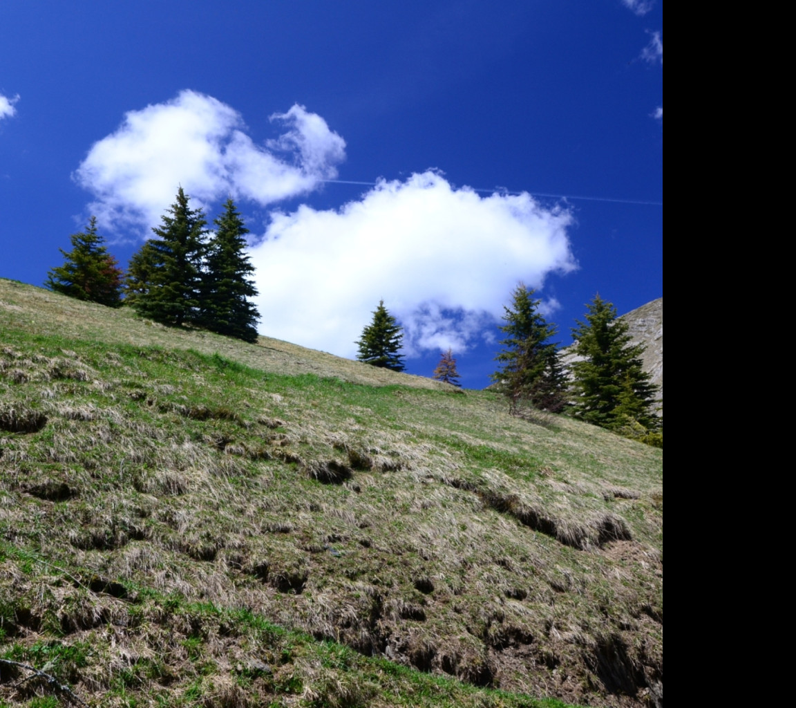 Tapeta alpska_pastvina