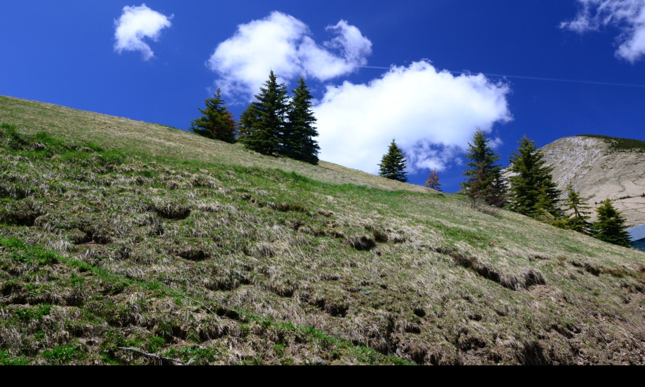 Tapeta alpska_pastvina
