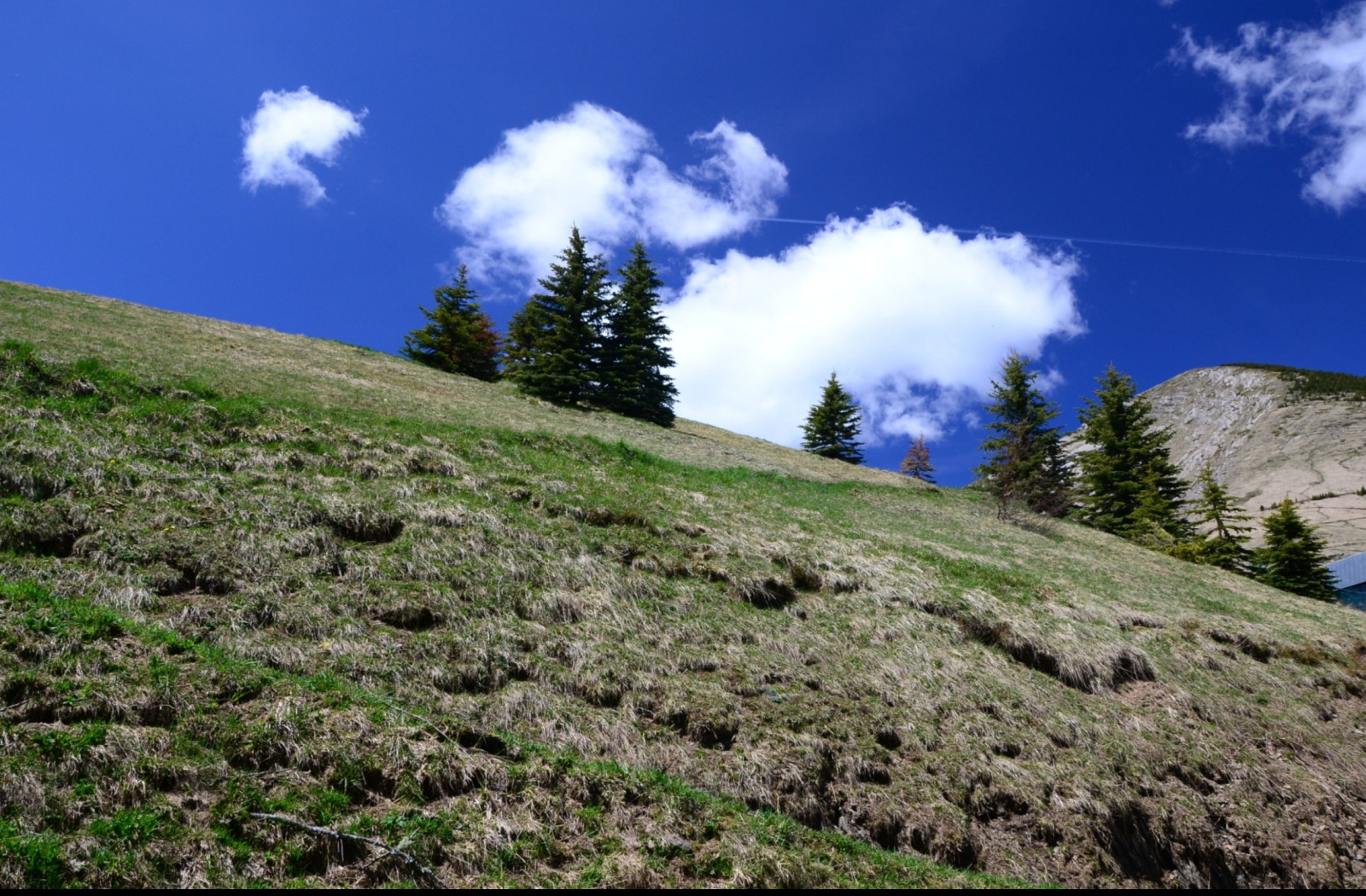 Tapeta alpska_pastvina