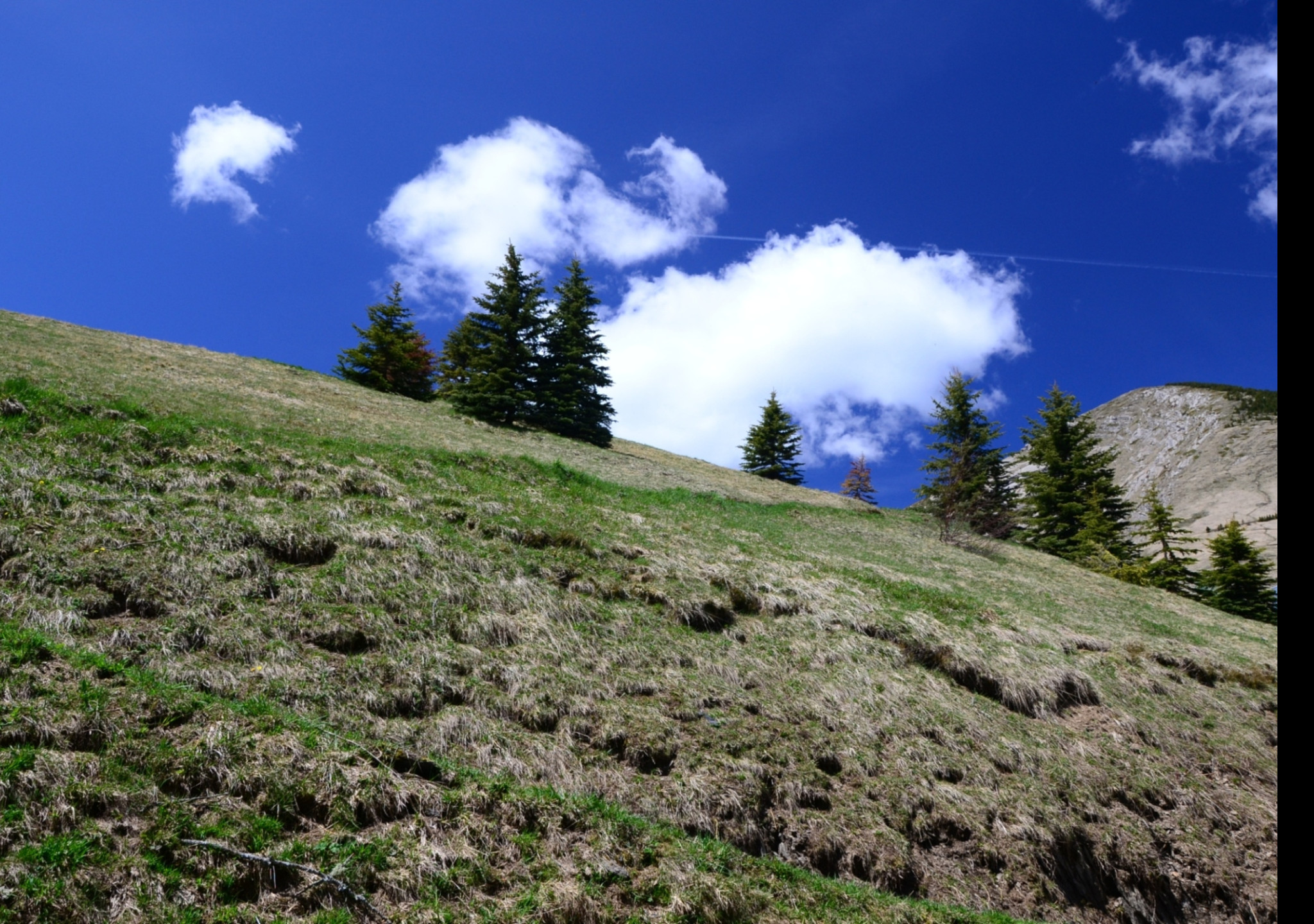 Tapeta alpska_pastvina
