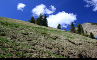 Tapeta alpska_pastvina