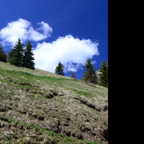 Tapeta alpska_pastvina