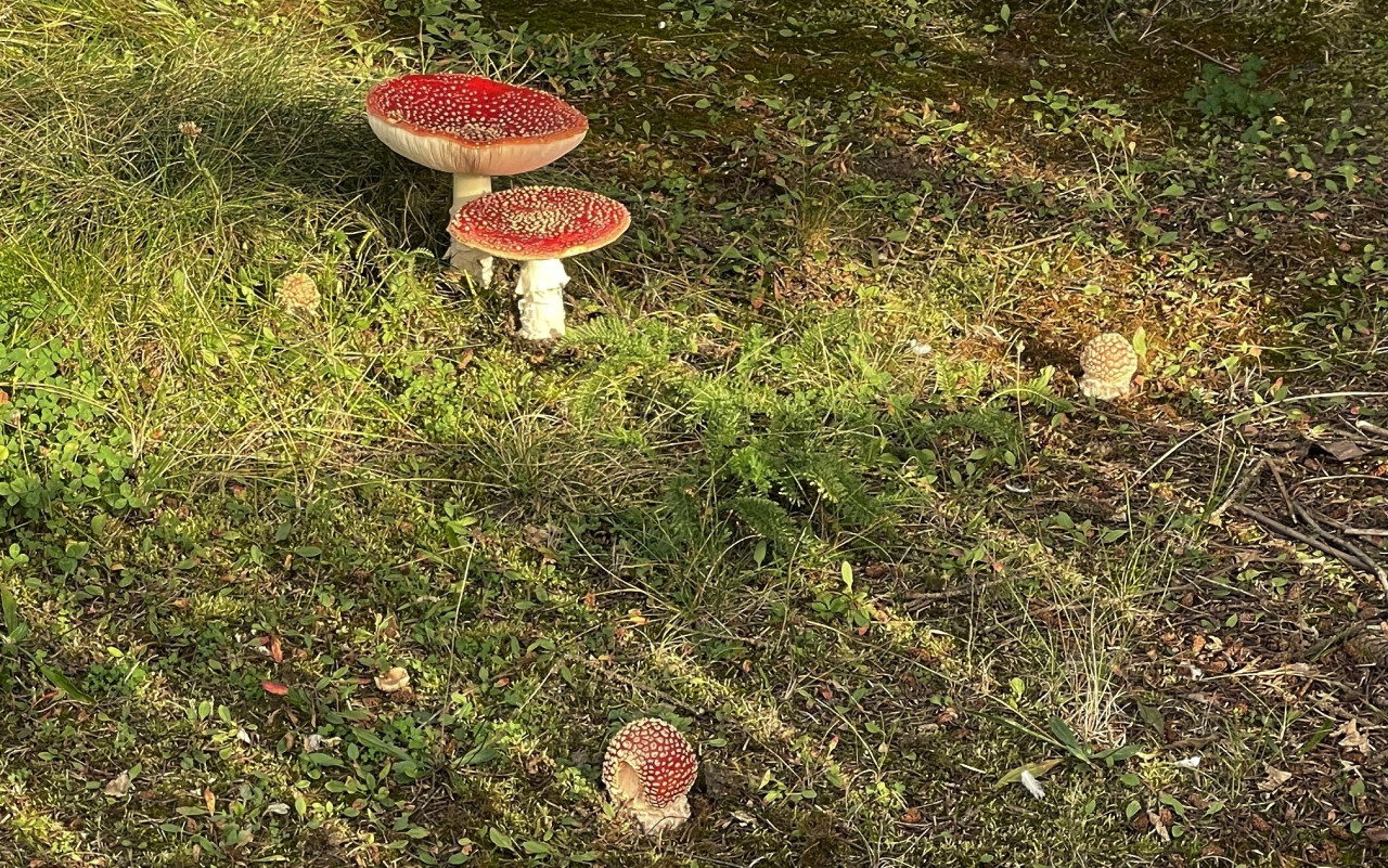 Tapeta amanita_muscaria