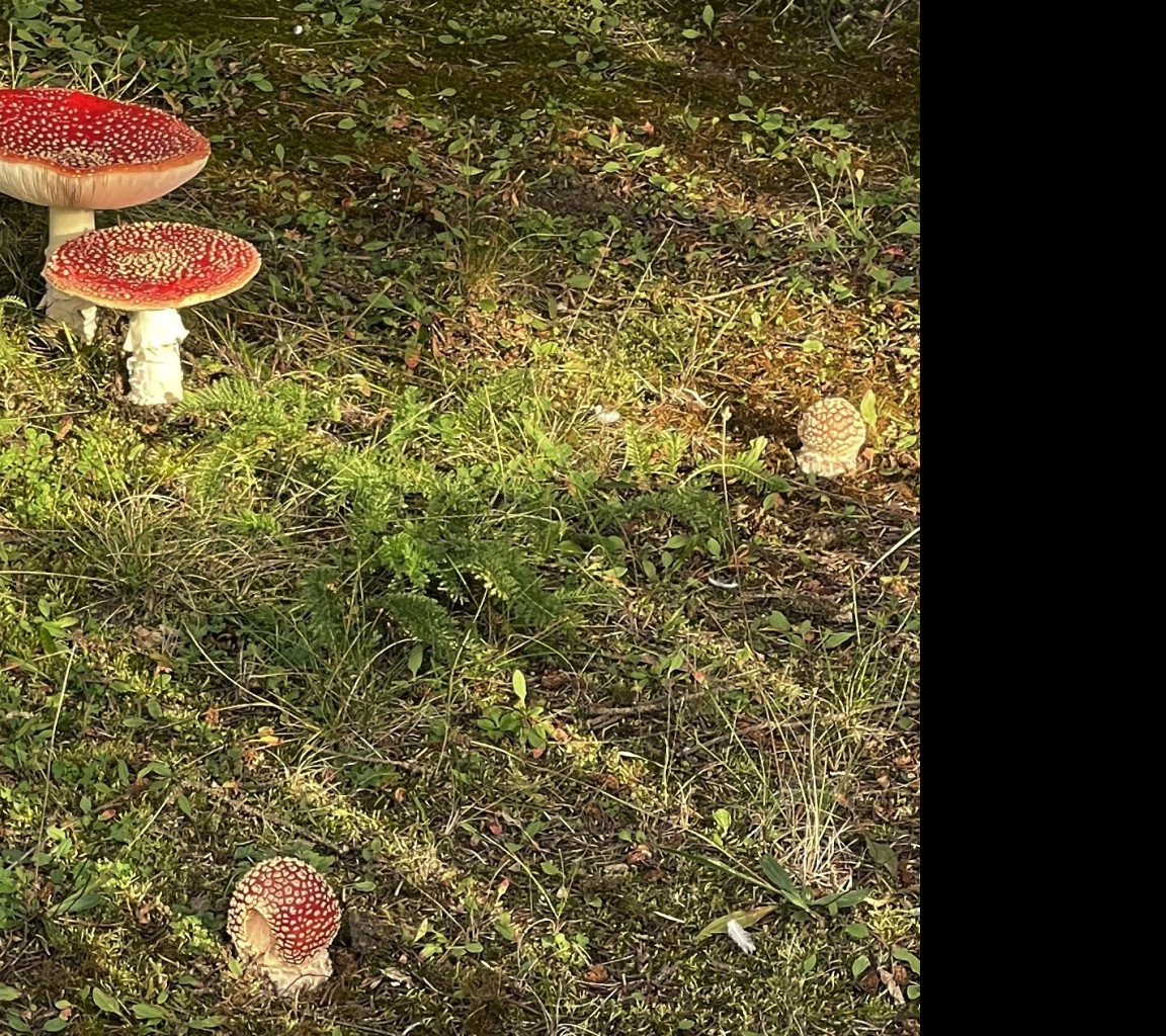 Tapeta amanita_muscaria