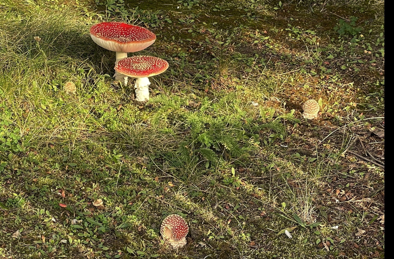 Tapeta amanita_muscaria