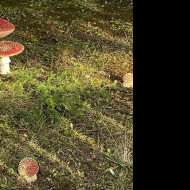 Tapeta amanita_muscaria