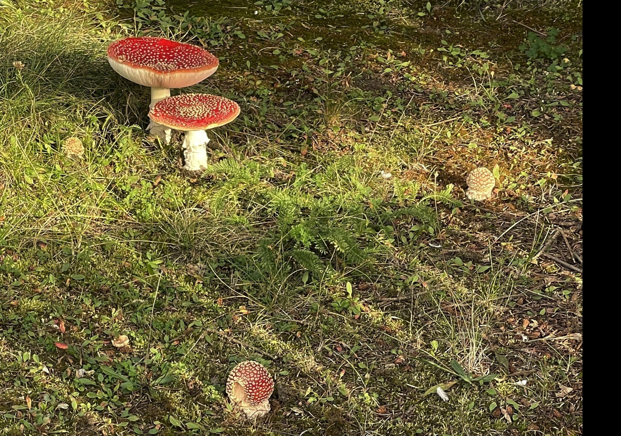 Tapeta amanita_muscaria