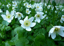 Tapeta Anemone nemorosa