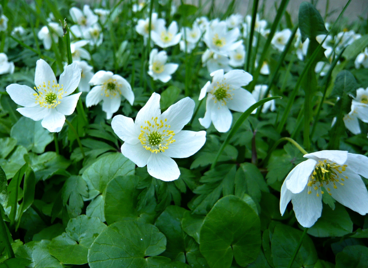 Tapeta anemone_nemorosa