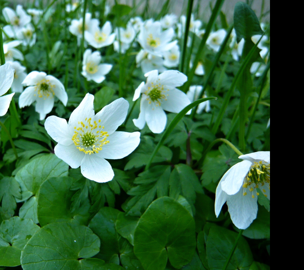 Tapeta anemone_nemorosa