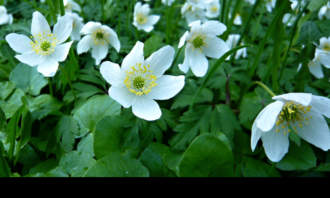 Tapeta anemone_nemorosa