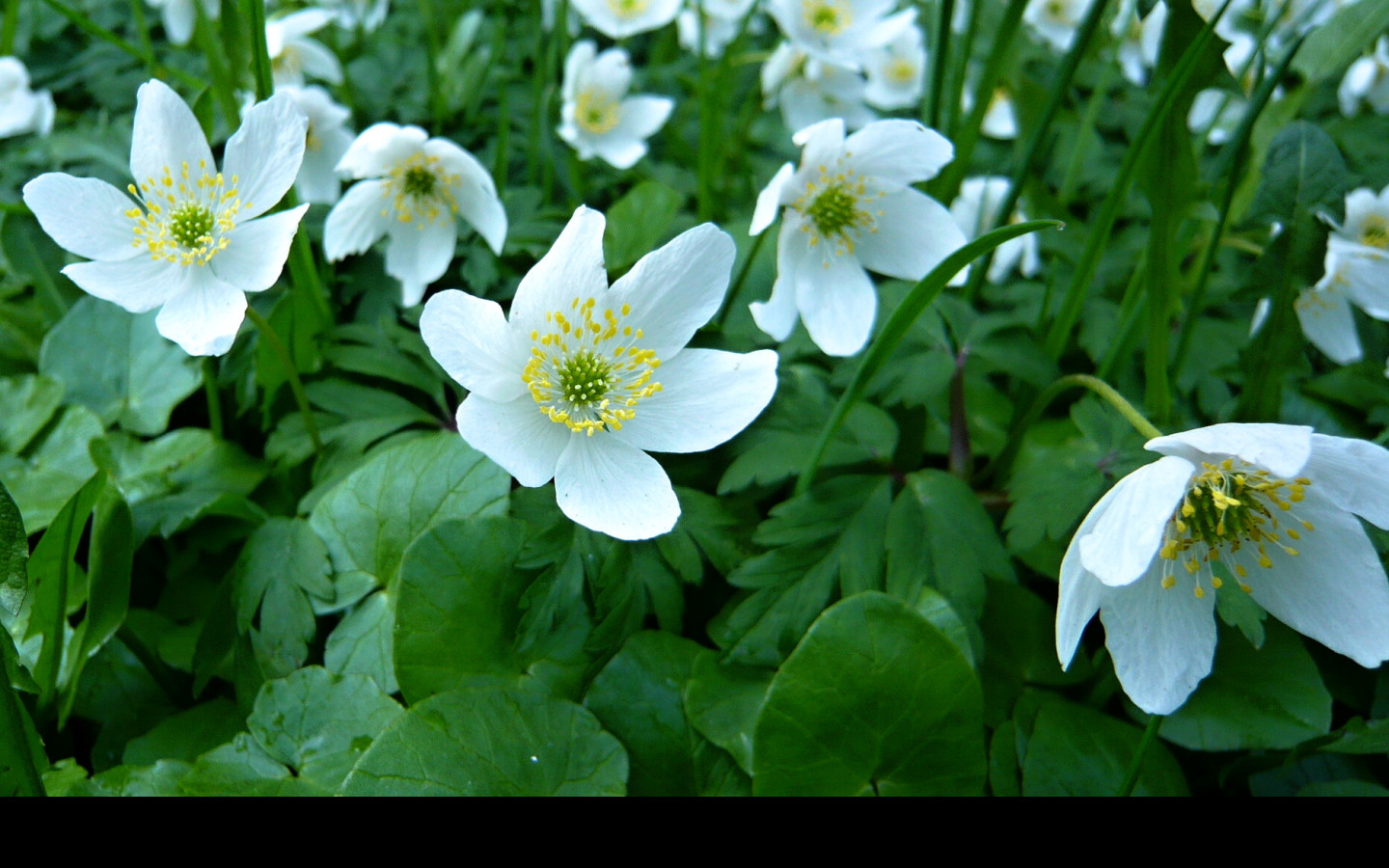 Tapeta anemone_nemorosa