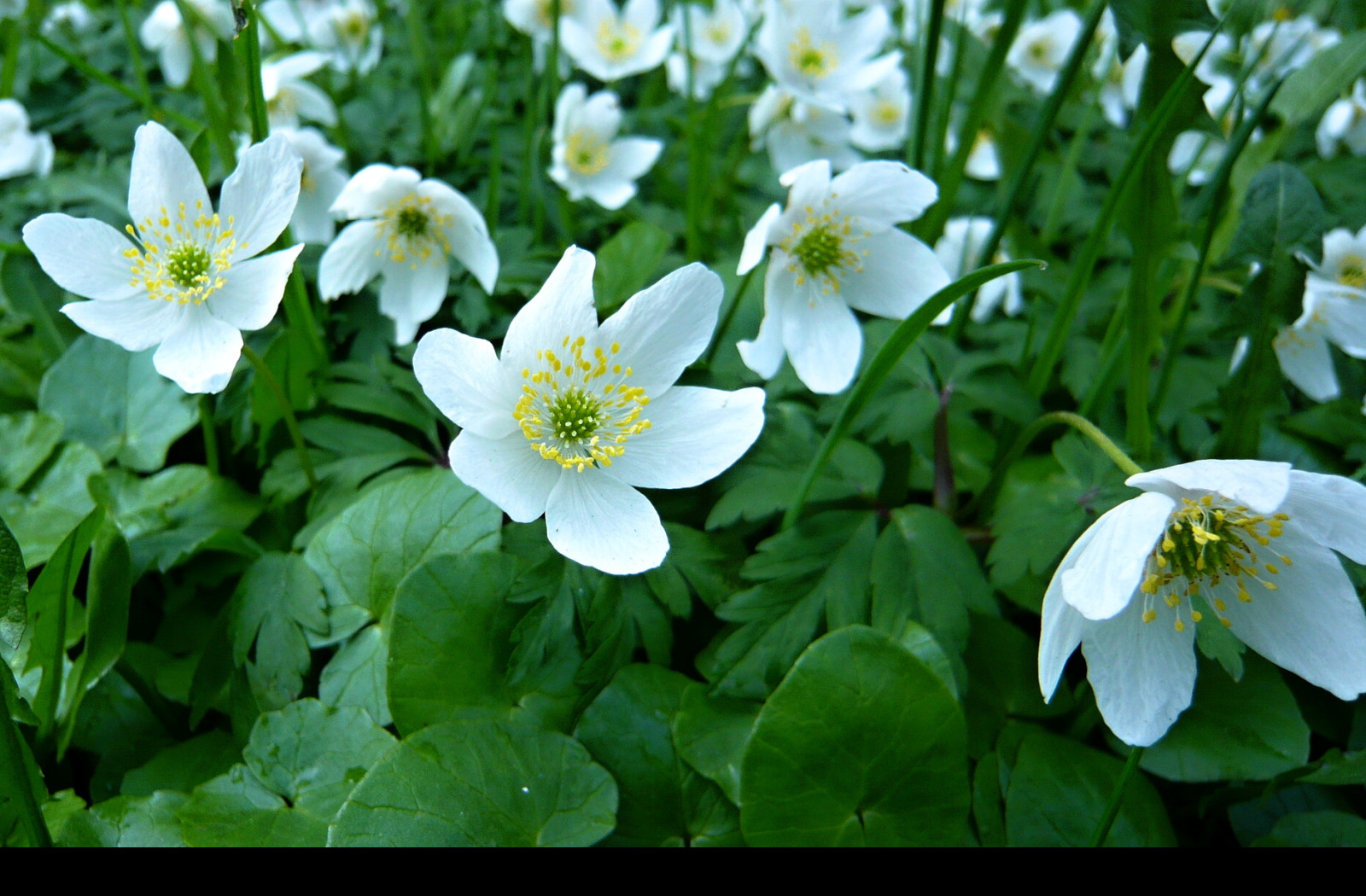 Tapeta anemone_nemorosa