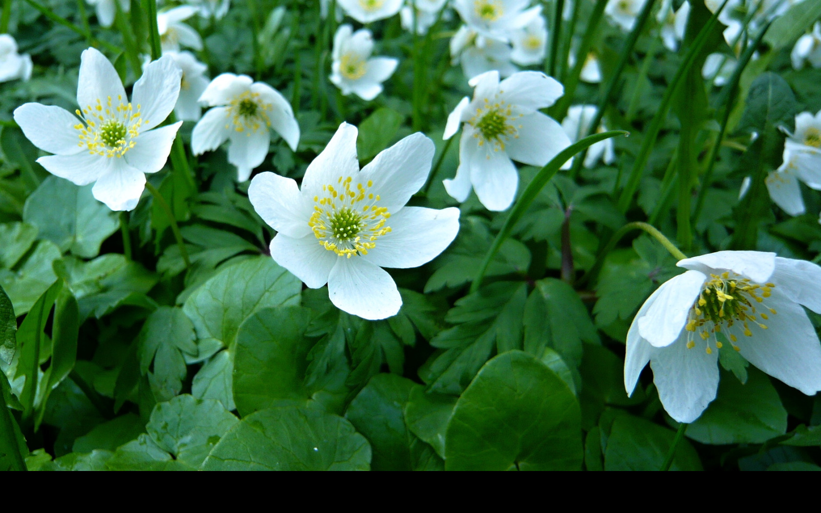 Tapeta anemone_nemorosa