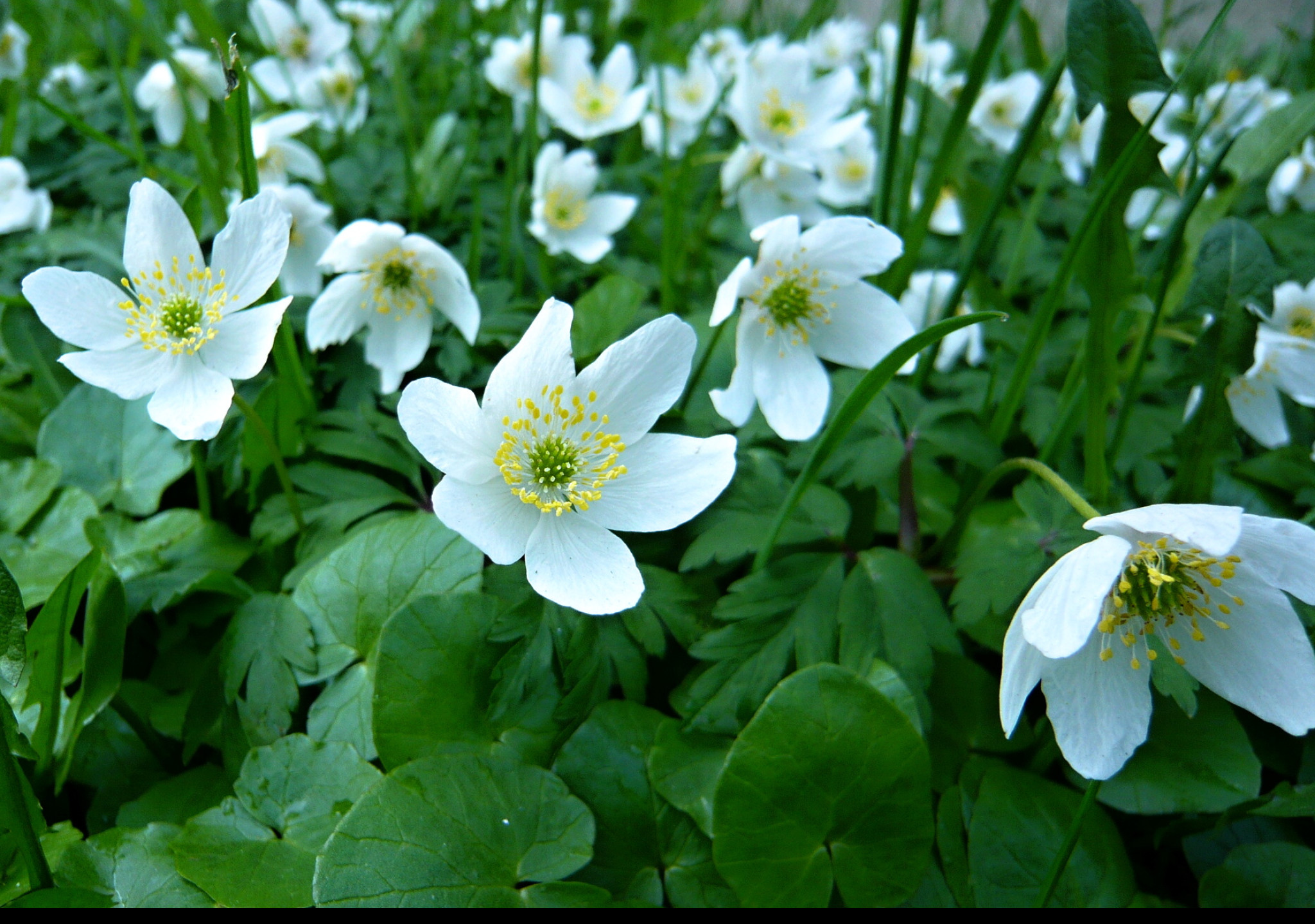 Tapeta anemone_nemorosa