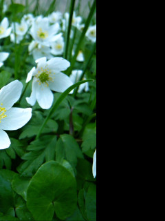 Tapeta anemone_nemorosa