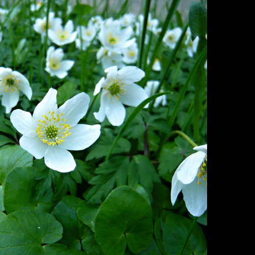 Tapeta anemone_nemorosa