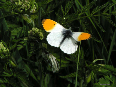 Tapeta: Anthocaris cardamines