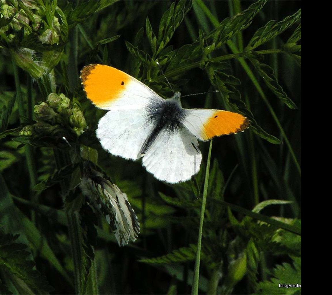 Tapeta anthocariscardamines