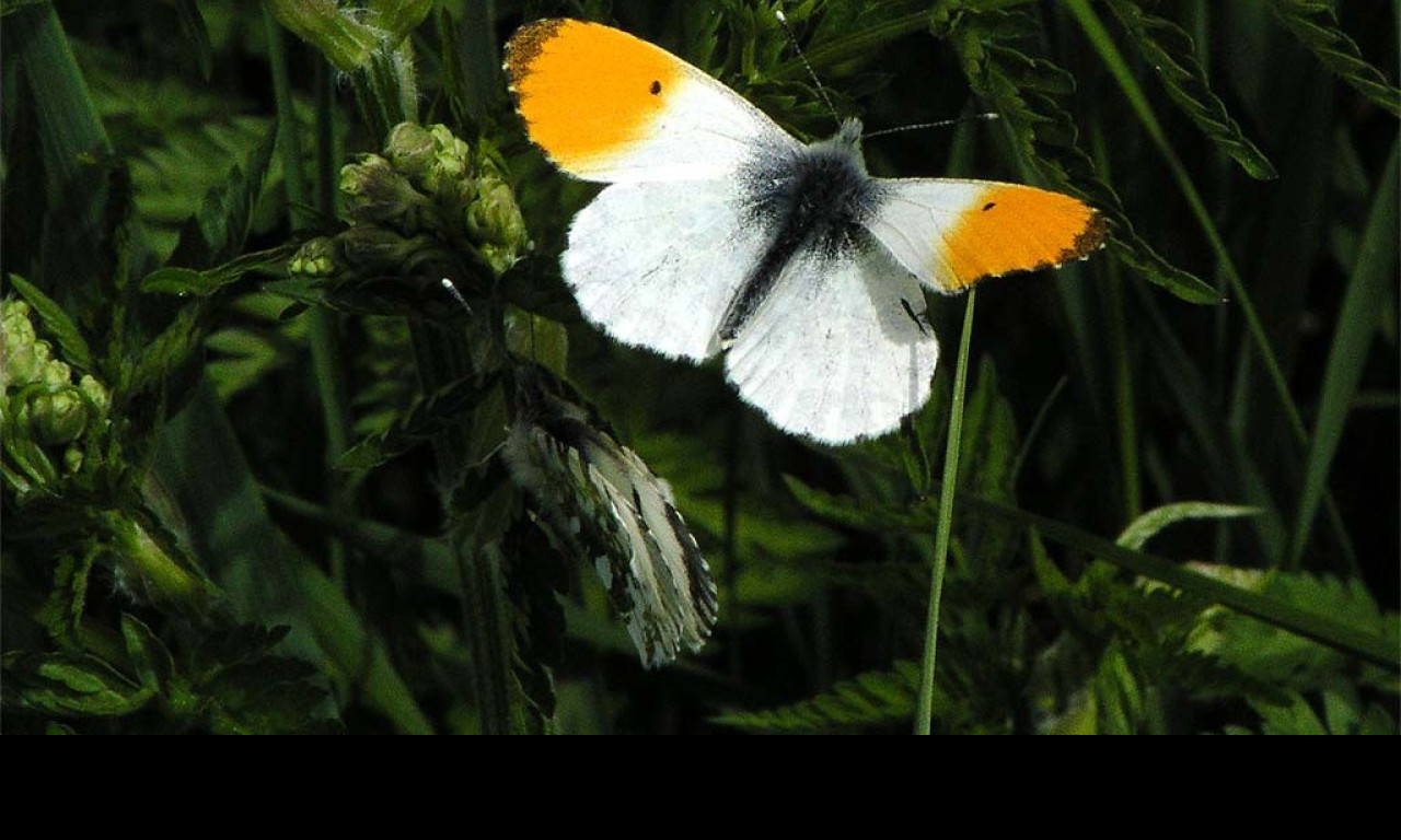 Tapeta anthocariscardamines