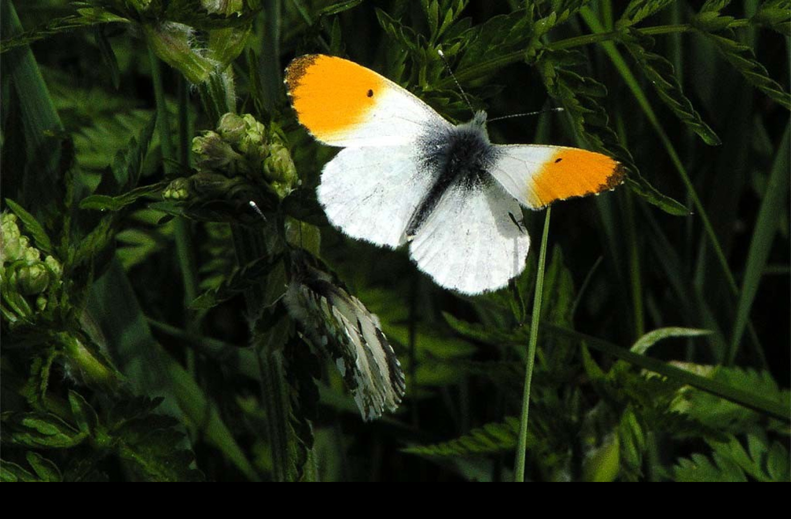 Tapeta anthocariscardamines