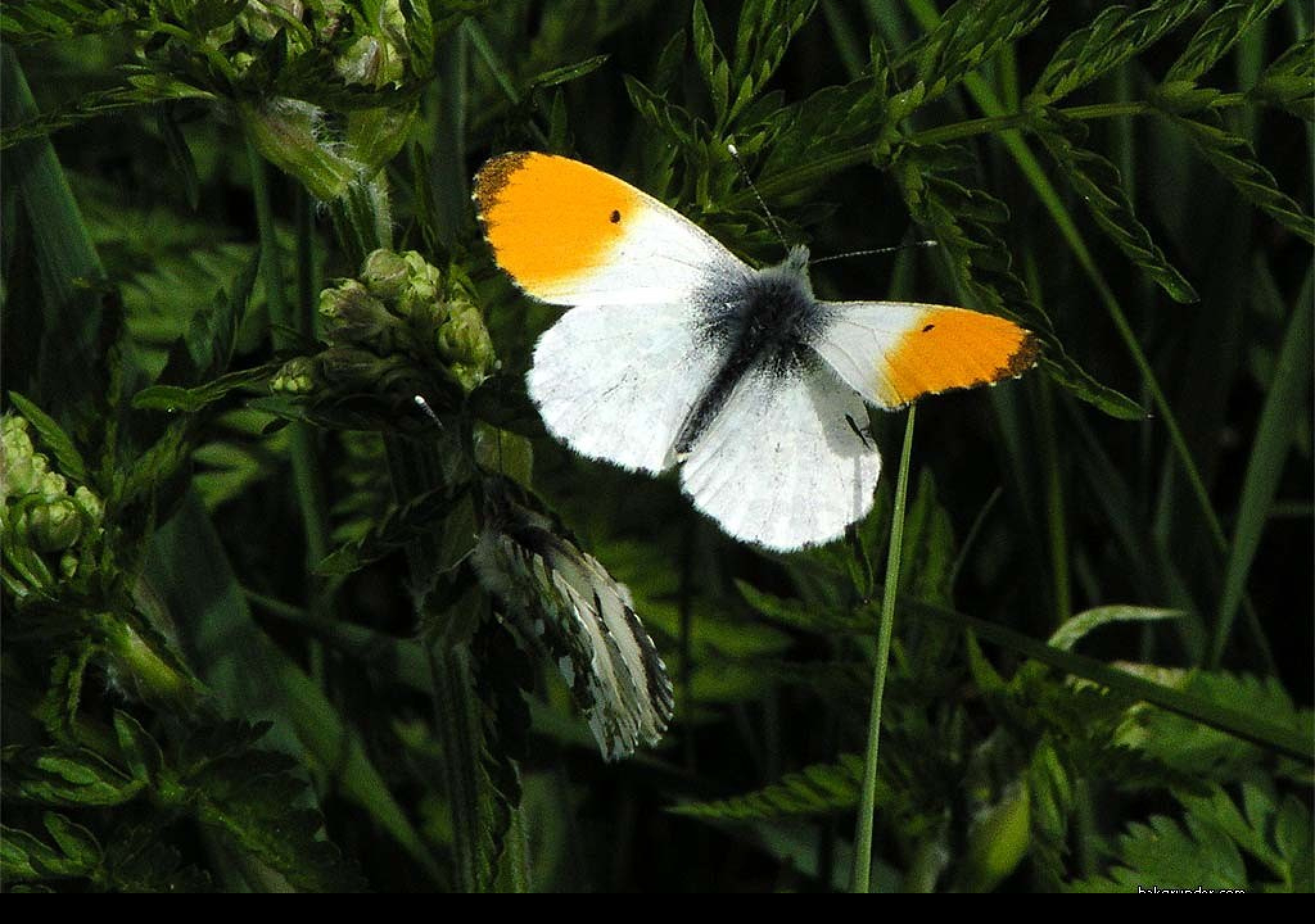 Tapeta anthocariscardamines