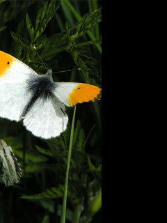 Tapeta anthocariscardamines