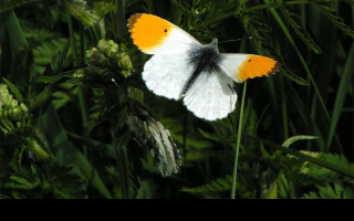 Tapeta anthocariscardamines