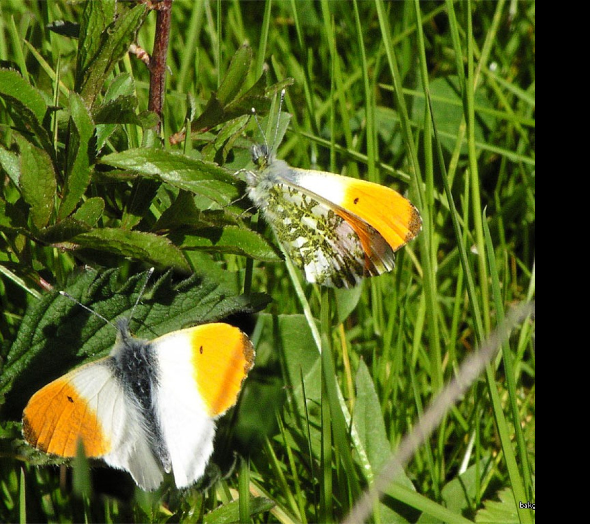 Tapeta anthocariscardamines2