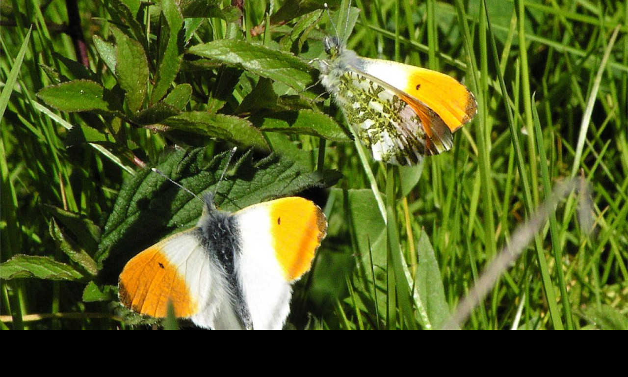 Tapeta anthocariscardamines2