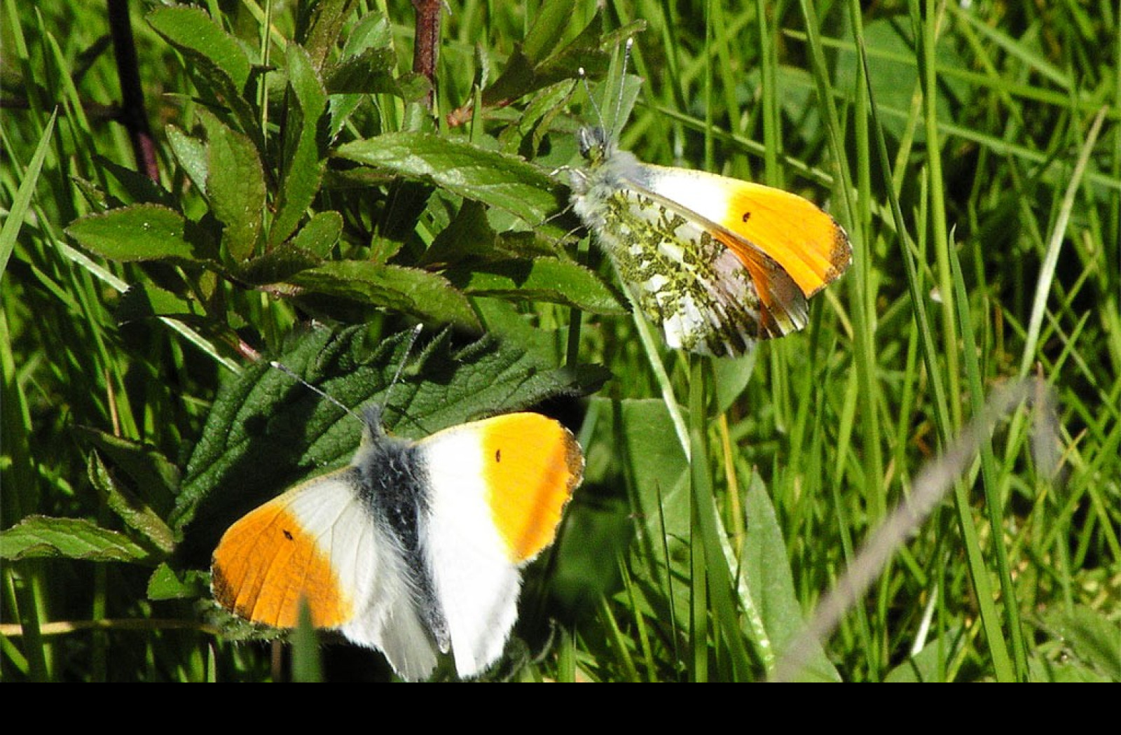 Tapeta anthocariscardamines2