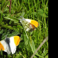 Tapeta anthocariscardamines2