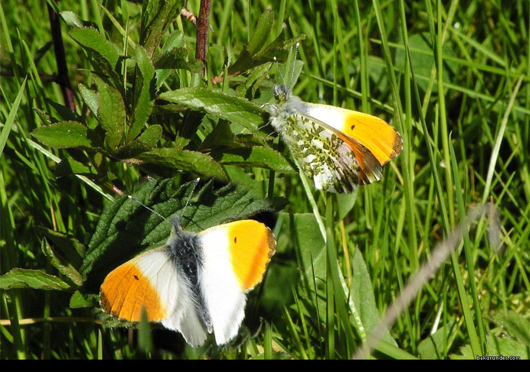Tapeta anthocariscardamines2