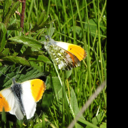 Tapeta anthocariscardamines2