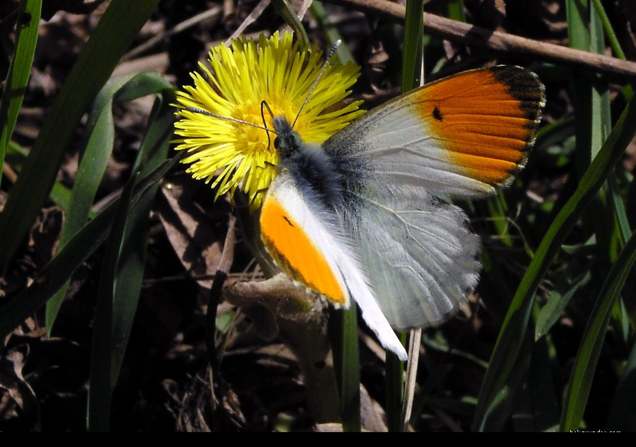 Tapeta anthocariscardamines3