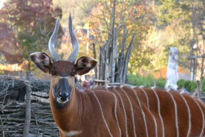 Tapeta: Antilopa bongo