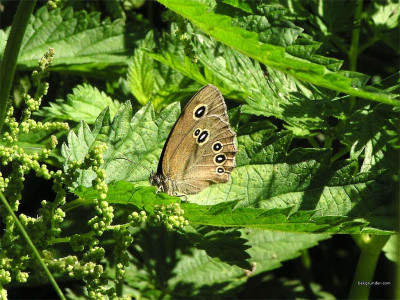 Tapeta: Aphantopus hyperantus