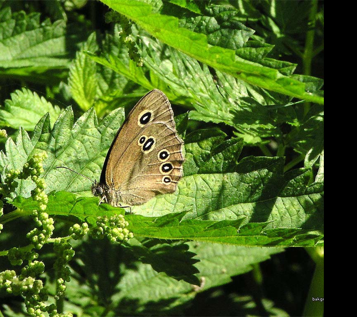 Tapeta aphantopushyperantus