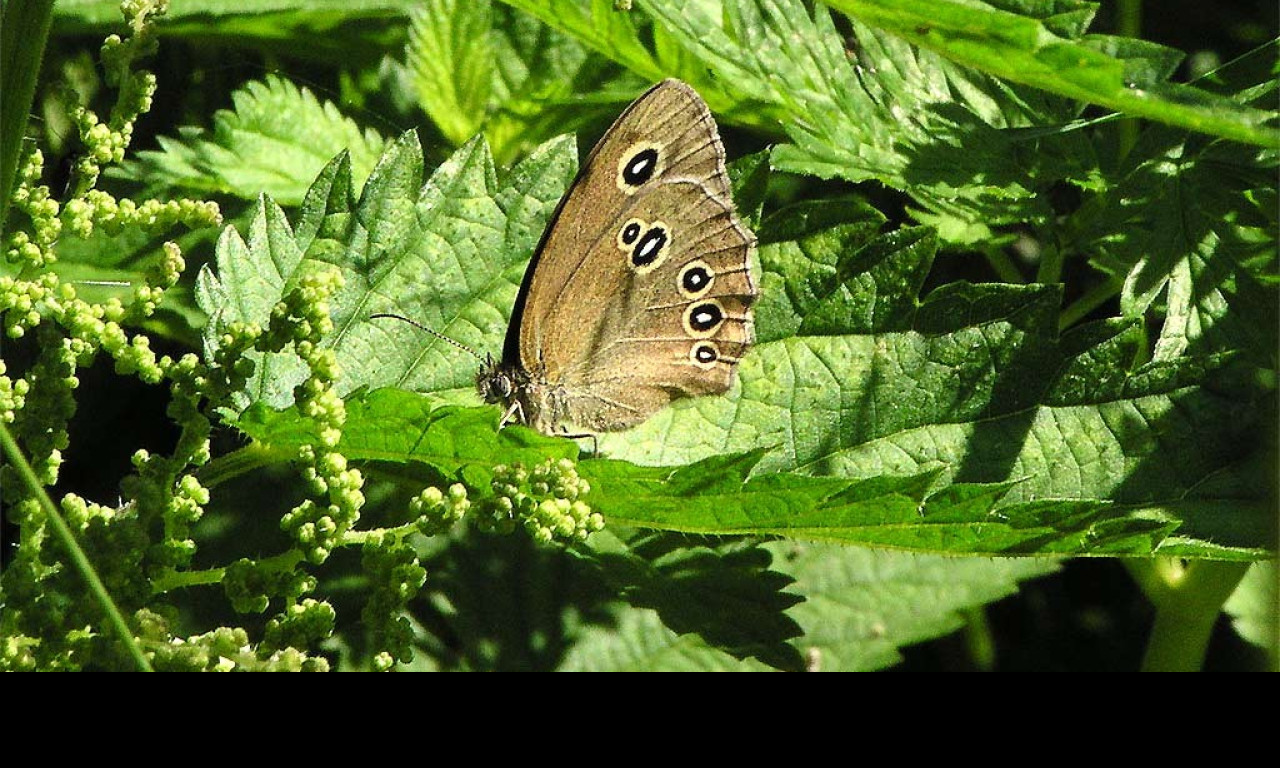 Tapeta aphantopushyperantus