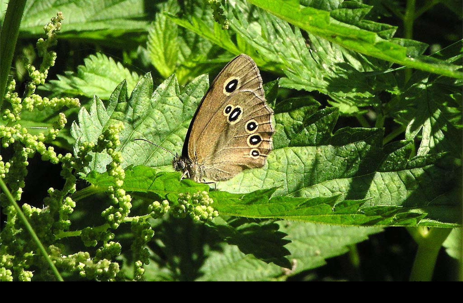 Tapeta aphantopushyperantus