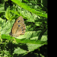 Tapeta aphantopushyperantus