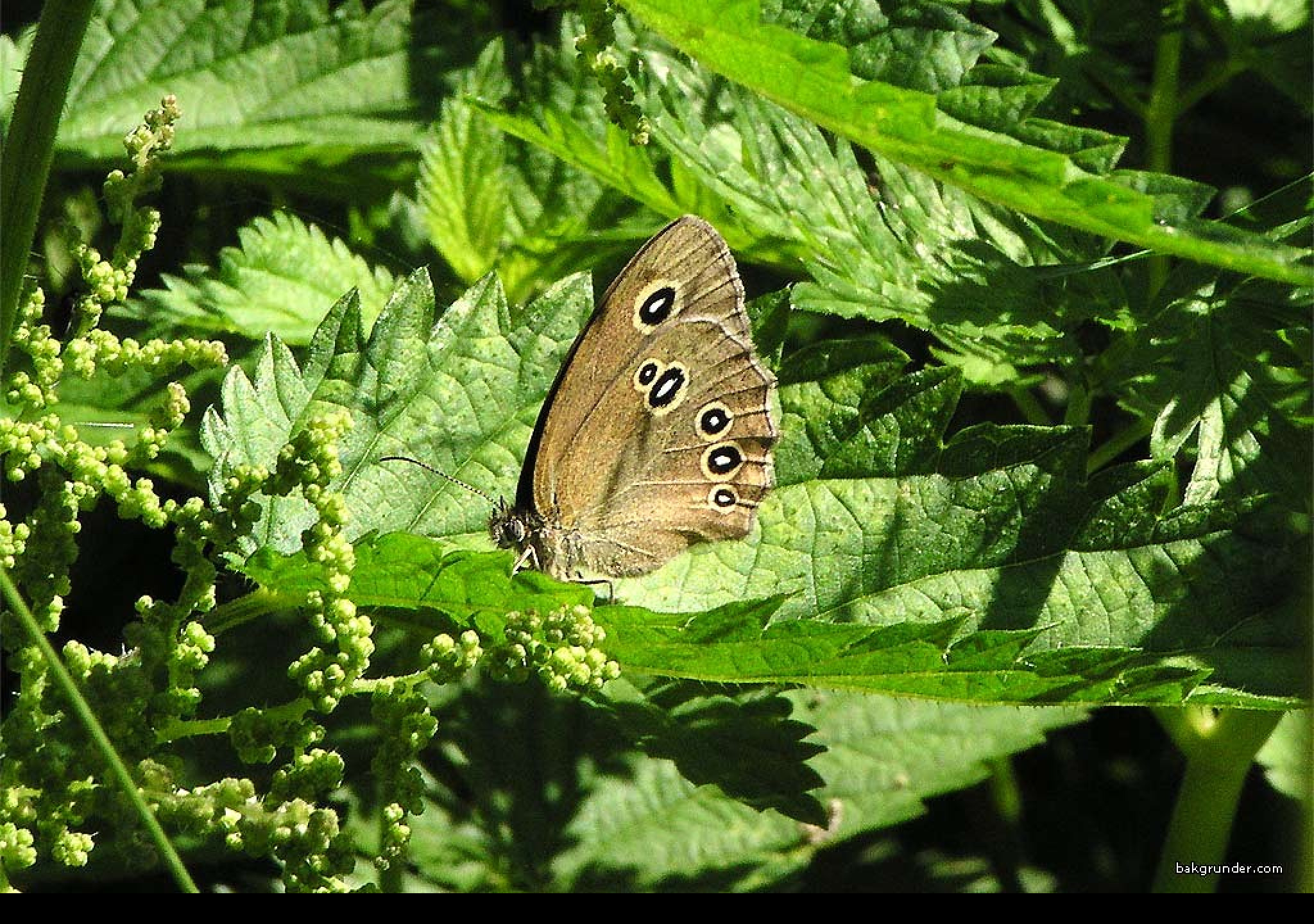 Tapeta aphantopushyperantus