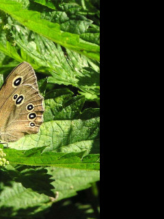 Tapeta aphantopushyperantus