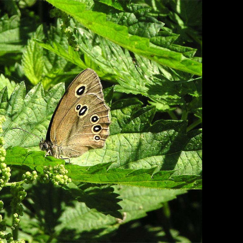 Tapeta aphantopushyperantus