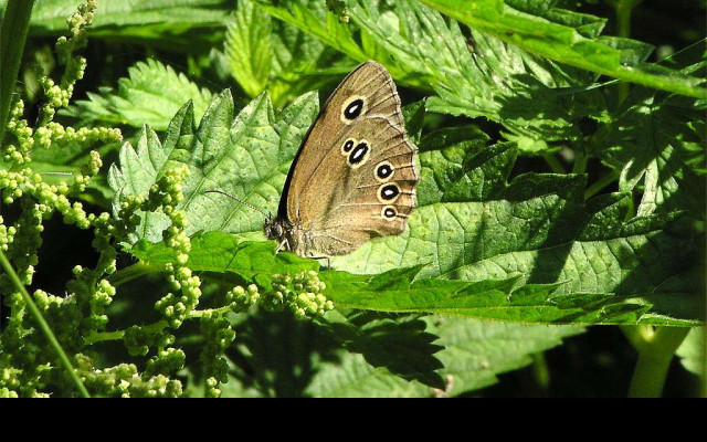 Tapeta aphantopushyperantus