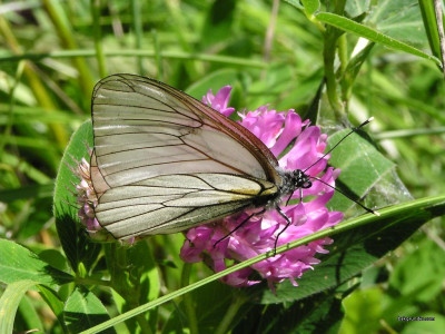 Tapeta: Aporia crataegi 3