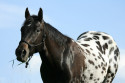 Tapeta Appaloosa